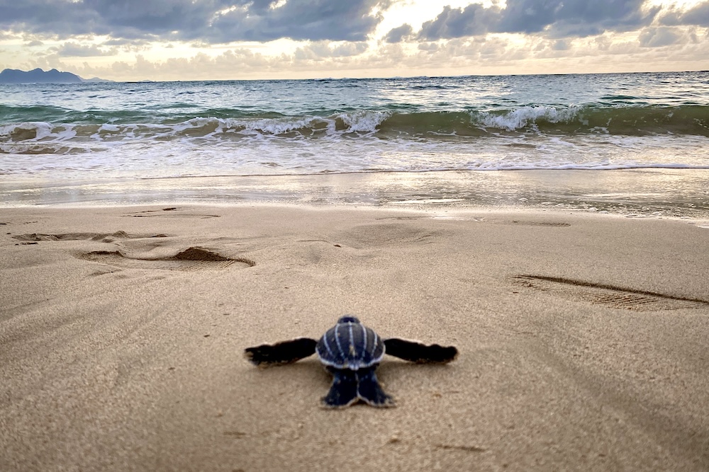 baby sea turtle making its way to the water
