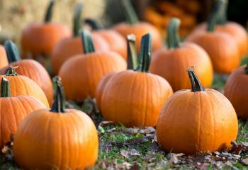 Pumpkins